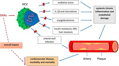 Impact of DAA Treatment on Cardiovascular Disease Risk in Chronic HCV Infection: An Update